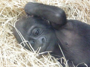 baby gorilla